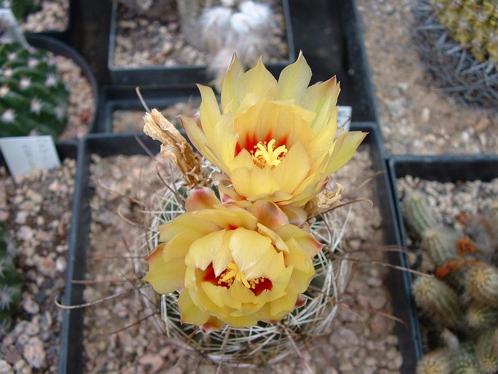 Hamatocactus sedispinus.JPG